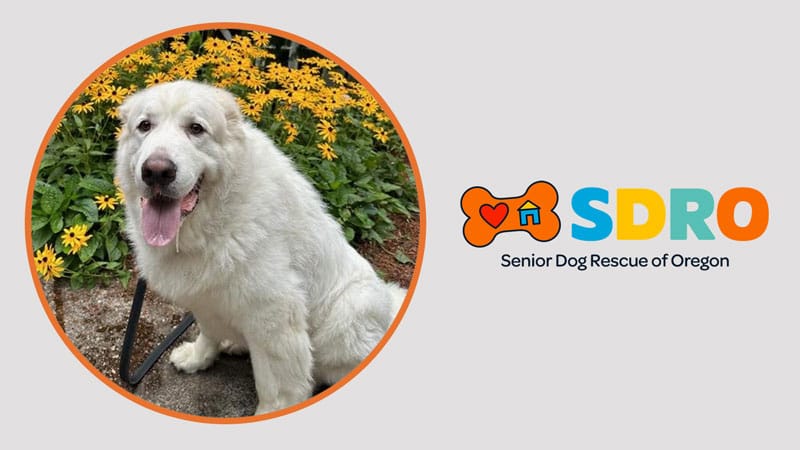 Senior Dog Rescue of Oregon case study