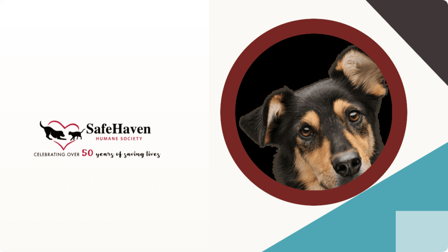 Safehaven Humane Society case study
